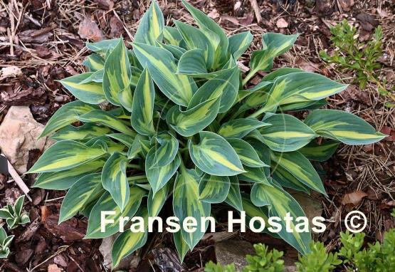Hosta Stand by Me